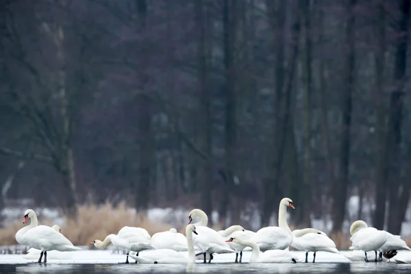 Immagine dalla serie natura — Foto Stock