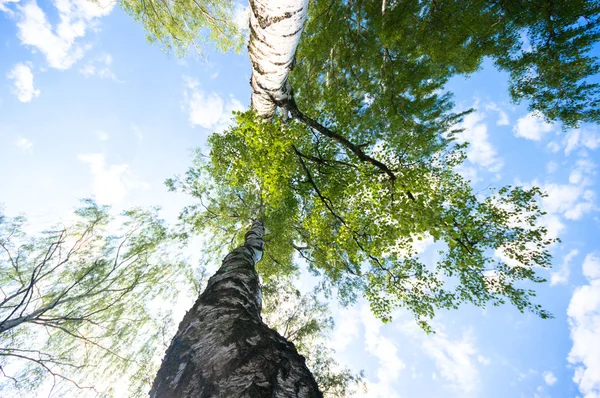 Obraz z serii natura — Zdjęcie stockowe