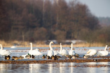 görüntü doğa serisi