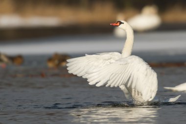 görüntü doğa serisi