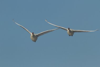 görüntü doğa serisi