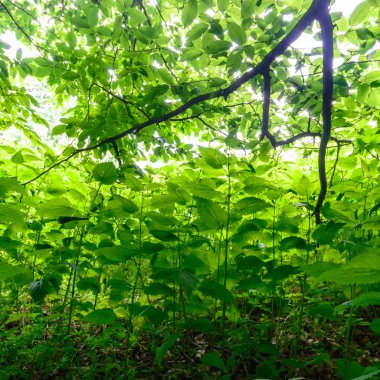 görüntü doğa serisi