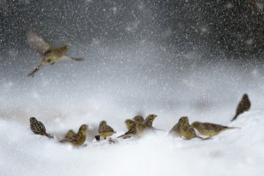 görüntü doğa serisi