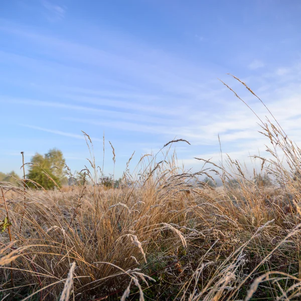 Beeld uit natuur-serie — Stockfoto