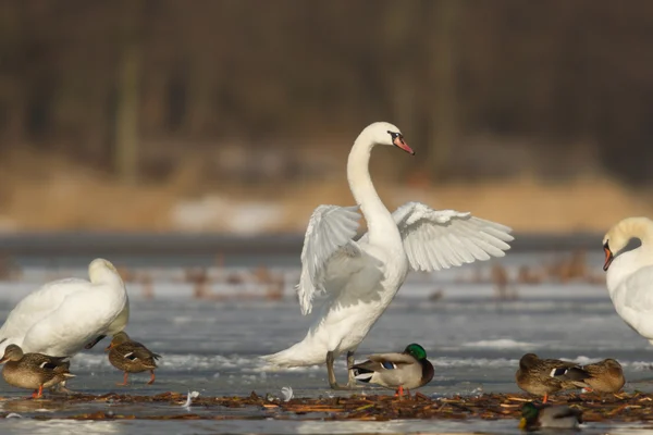 Obraz z serii natura — Zdjęcie stockowe