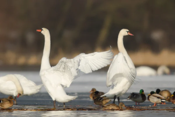 Immagine dalla serie natura — Foto Stock