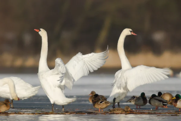 Immagine dalla serie natura — Foto Stock