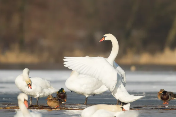 Immagine dalla serie natura — Foto Stock