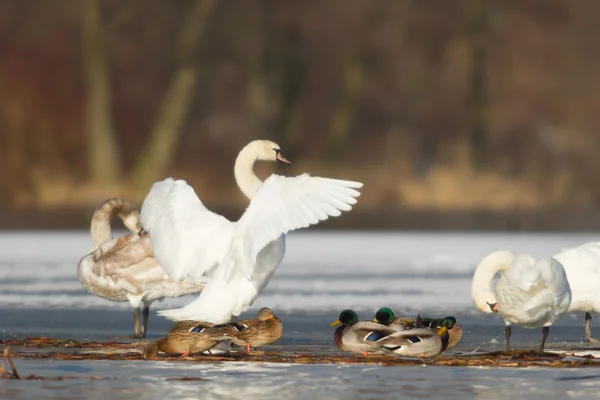 Immagine dalla serie natura — Foto Stock