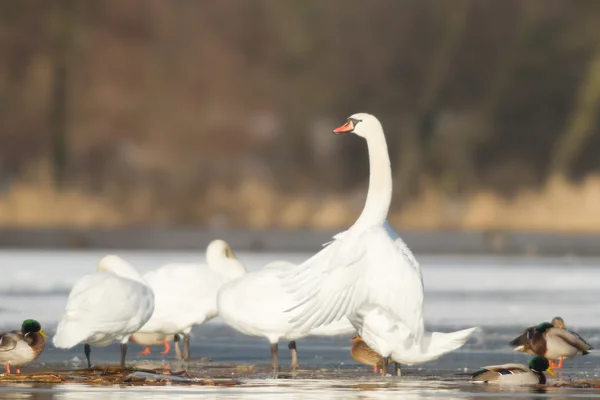 A természetvédelmi sorozat kép — Stock Fotó