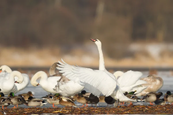 Immagine dalla serie natura — Foto Stock