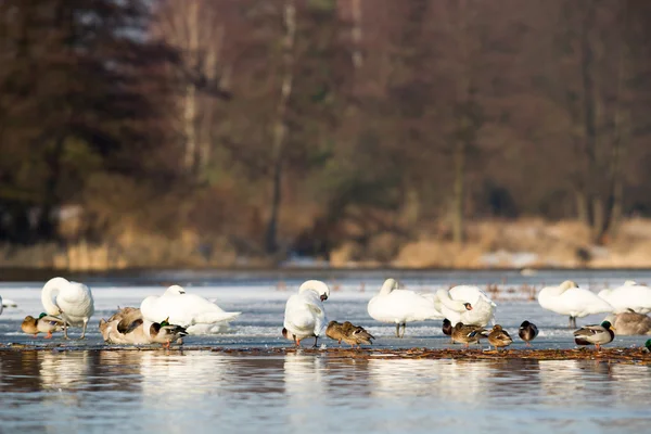 Immagine dalla serie natura — Foto Stock