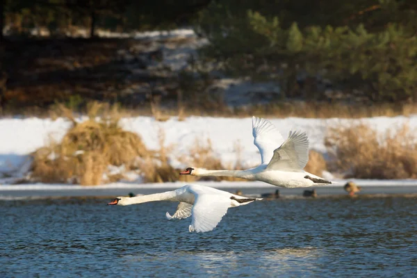 Beeld uit natuur-serie — Stockfoto