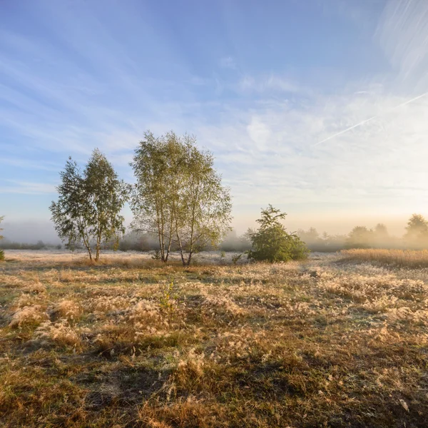 Bild aus der Natur-Serie — Stockfoto