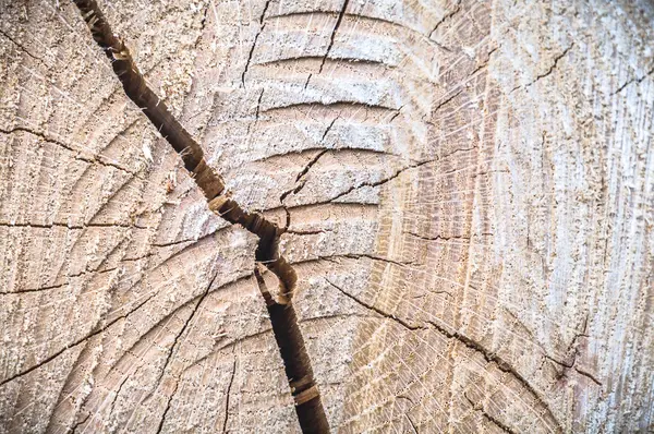 Imagem da série natureza — Fotografia de Stock