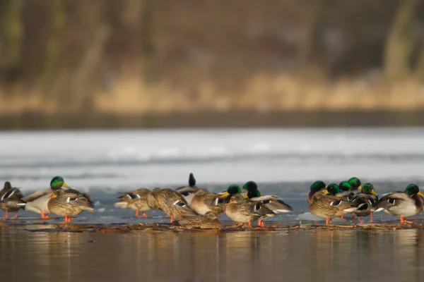 Beeld uit natuur-serie — Stockfoto