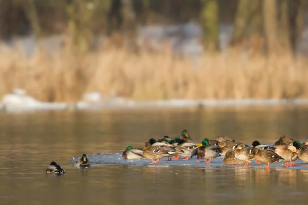 Obraz z serii natura — Zdjęcie stockowe