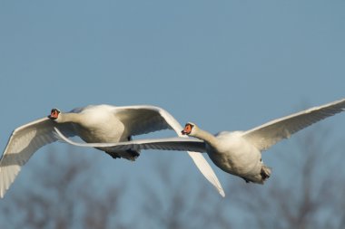 görüntü doğa serisi