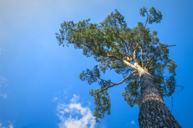 görüntü doğa serisi