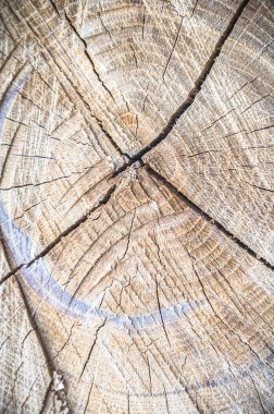 görüntü doğa serisi