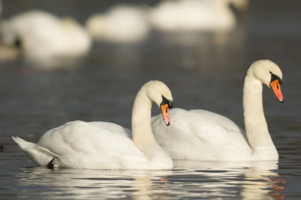 Obraz z serii natura — Zdjęcie stockowe