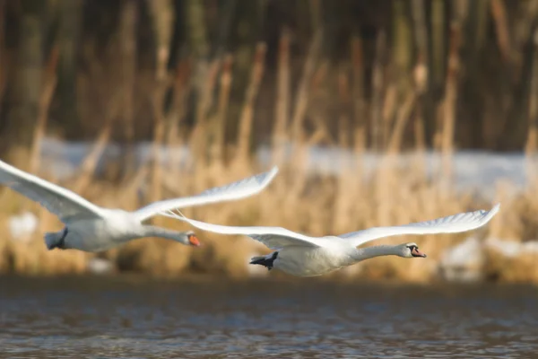 Bild från naturen-serien — Stockfoto