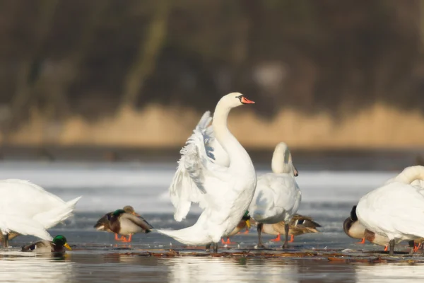 Immagine dalla serie natura — Foto Stock