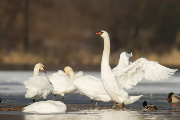 Immagine dalla serie natura — Foto Stock