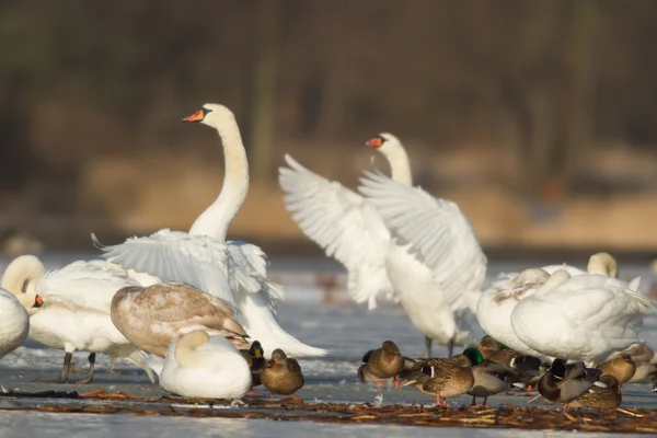 Beeld uit natuur-serie — Stockfoto