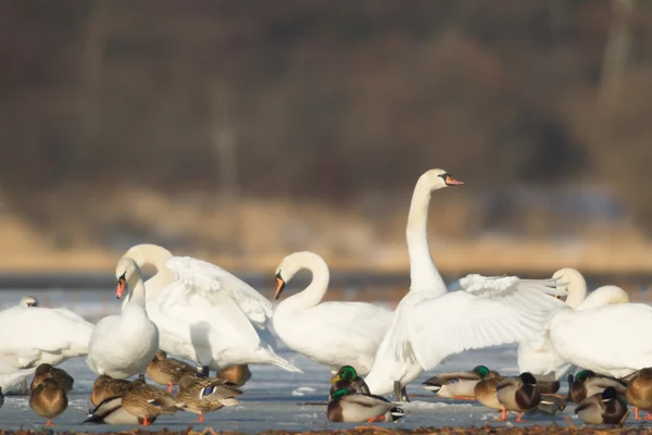 Image from nature series — Stock Photo, Image