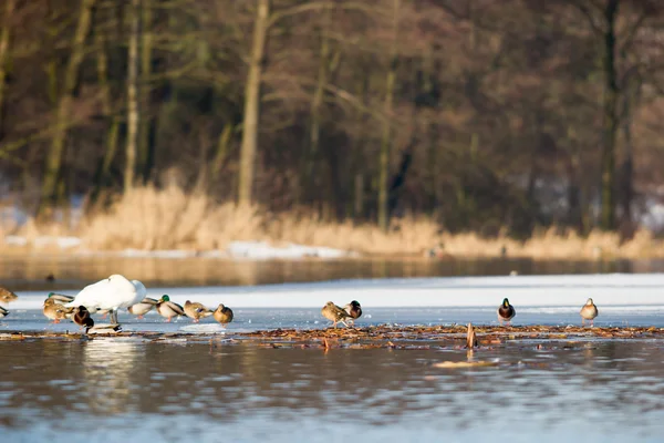 Immagine dalla serie natura — Foto Stock