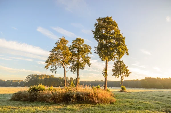 Bild aus der Natur-Serie — Stockfoto