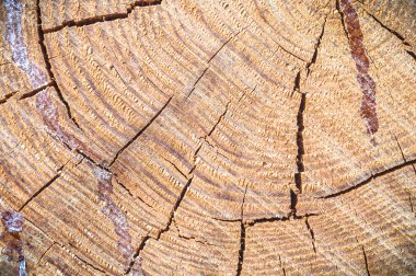 görüntü doğa serisi