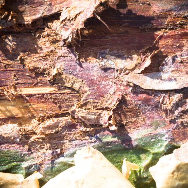 görüntü doğa serisi