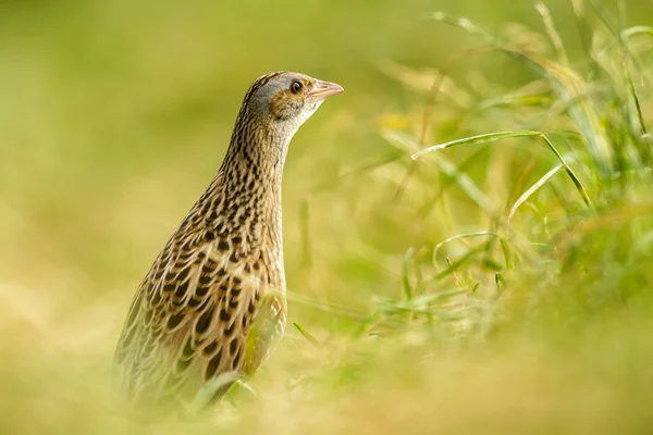 Obrázek ze série nature — Stock fotografie