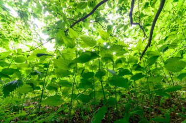 görüntü doğa serisi