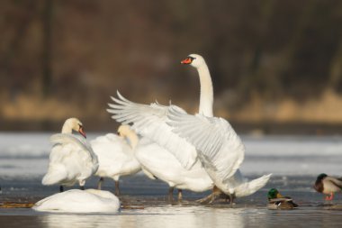 görüntü doğa serisi