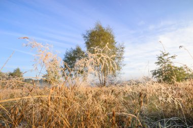görüntü doğa serisi