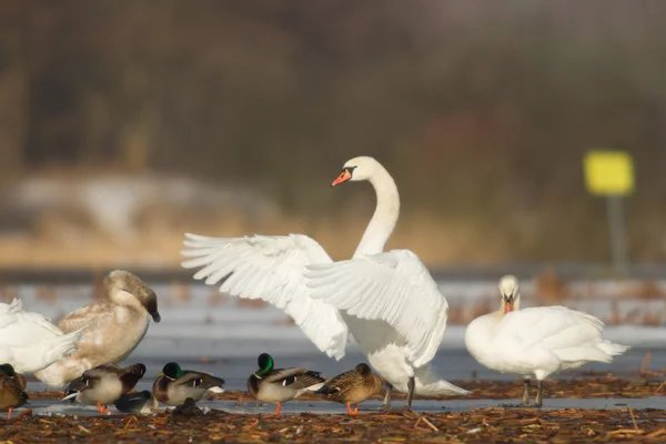 Bild aus der Natur-Serie — Stockfoto