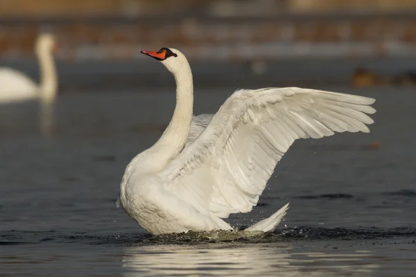 Bild från naturen-serien — Stockfoto