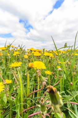görüntü doğa serisi