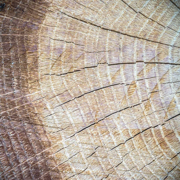 Imagem da série natureza — Fotografia de Stock