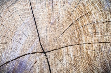 görüntü doğa serisi