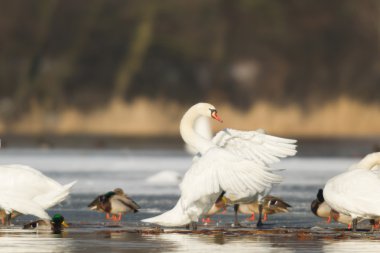 görüntü doğa serisi