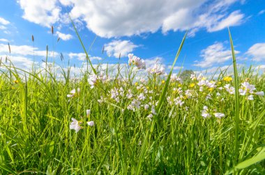 görüntü doğa serisi