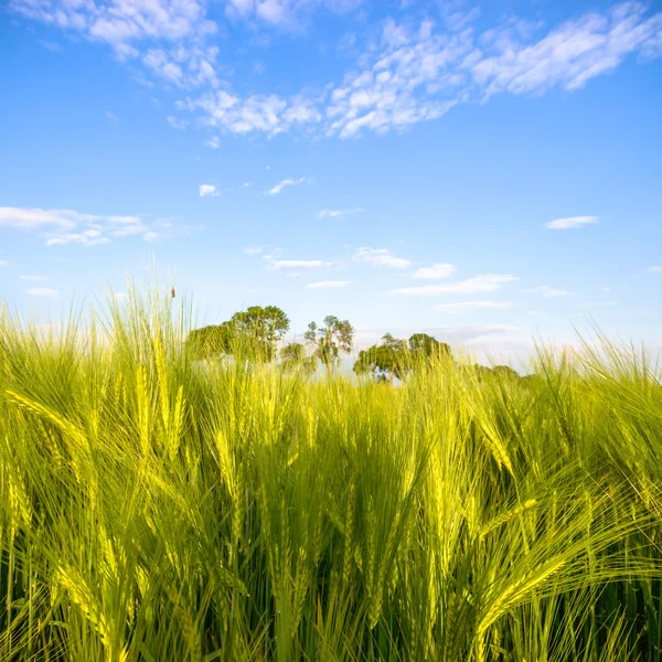 Immagine dalla serie natura — Foto Stock