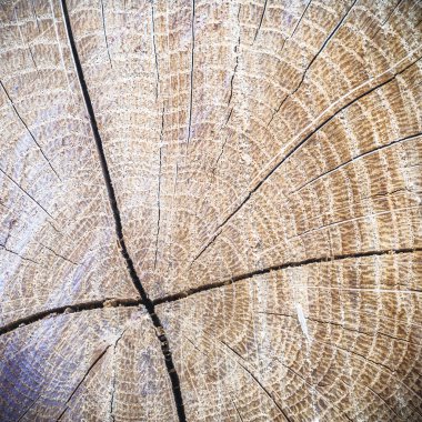 görüntü doğa serisi