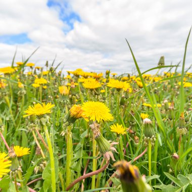 görüntü doğa serisi