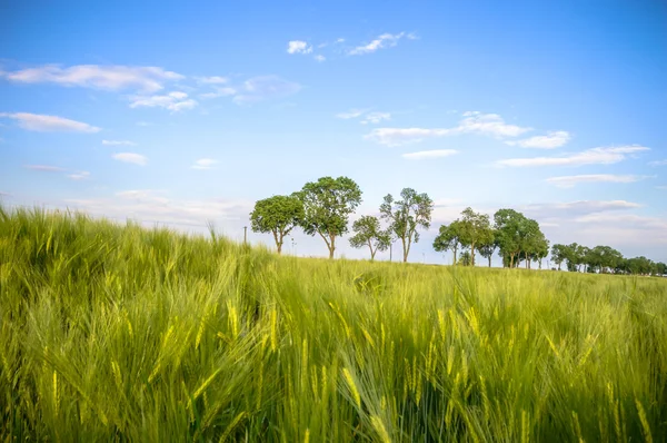 Immagine dalla serie natura — Foto Stock