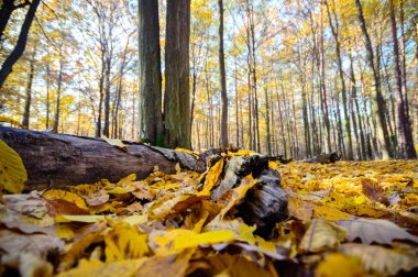 görüntü doğa serisi